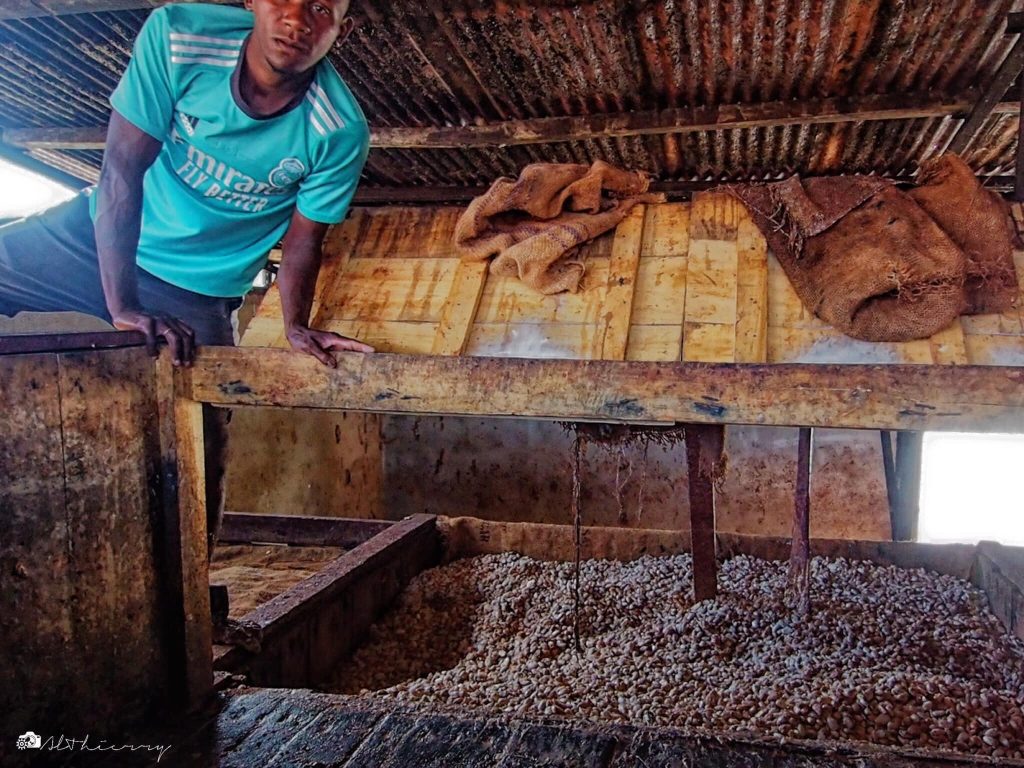 Le cacao d'AMBANJA