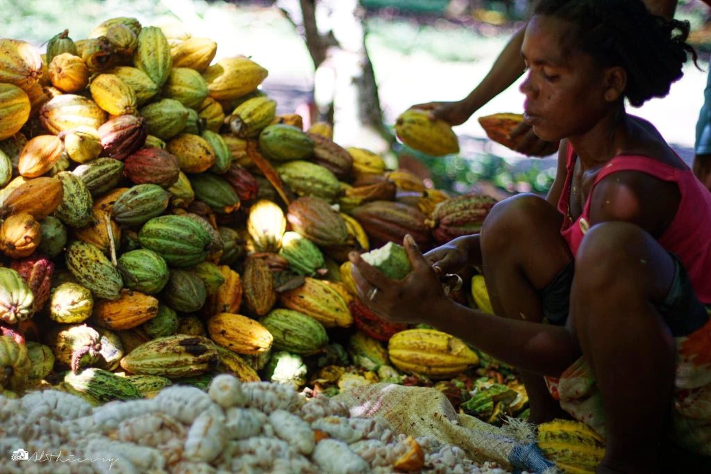 les cabosses de cacao d'AMBANJA